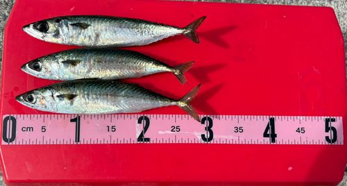 サバの釣果