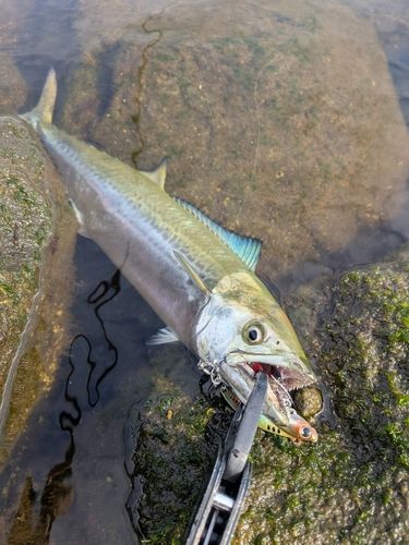 サゴシの釣果