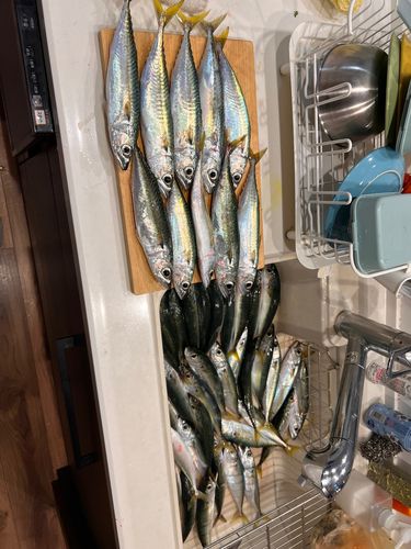 サバの釣果