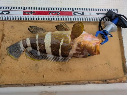 アオハタの釣果