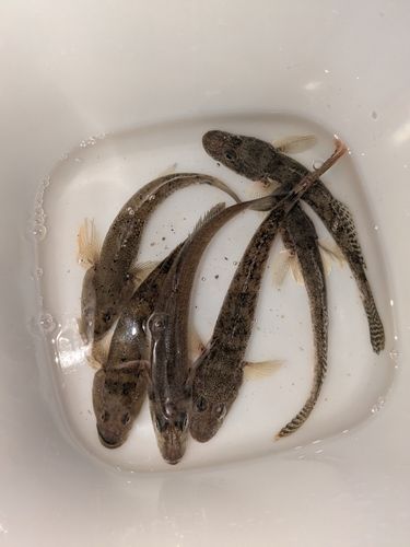 ハゼの釣果