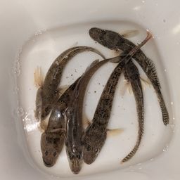 ハゼ