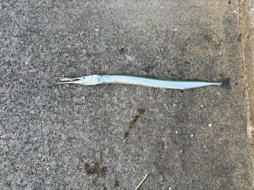 ダツの釣果
