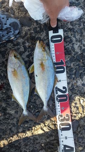 ショゴの釣果