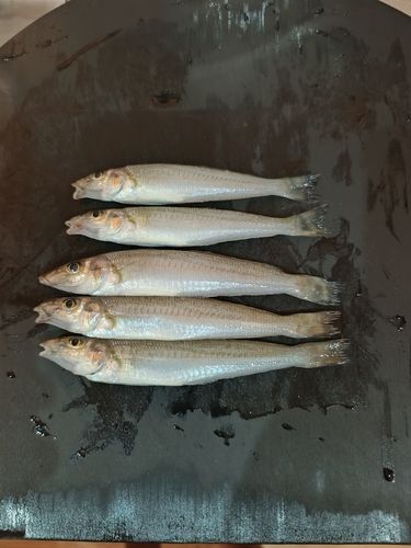 キスの釣果