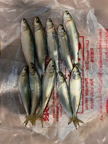 サッパの釣果
