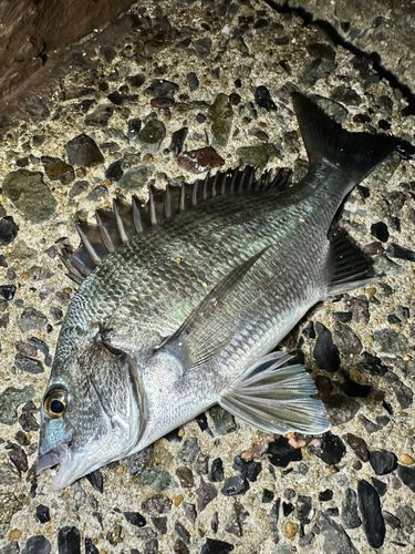 メイタの釣果