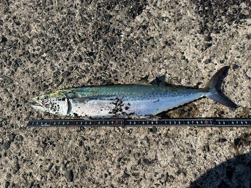 サゴシの釣果
