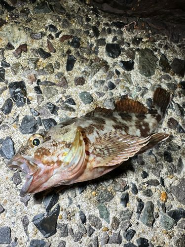 アラカブの釣果