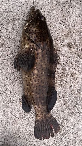 ヤイトハタの釣果