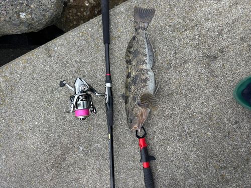 アイナメの釣果
