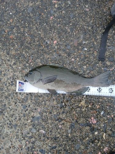 グレの釣果