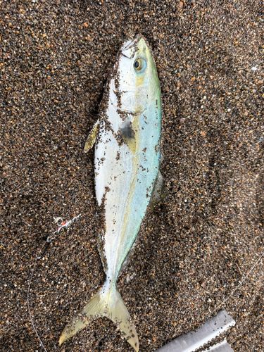 ワカシの釣果