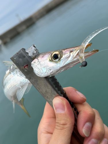 カマスの釣果