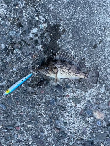 クロソイの釣果