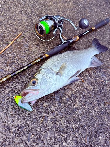 ヒラスズキの釣果