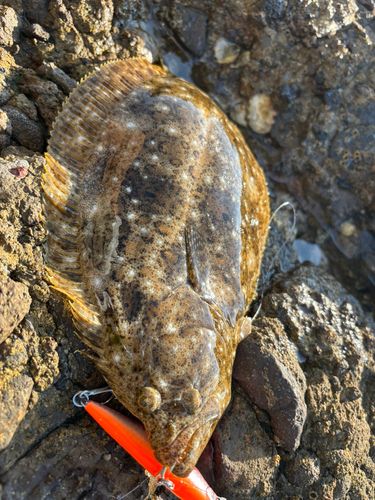 ヒラメの釣果