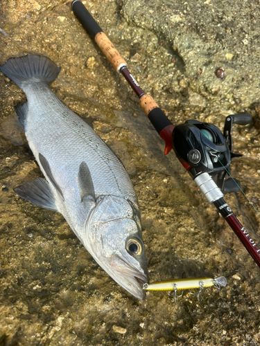 ヒラスズキの釣果