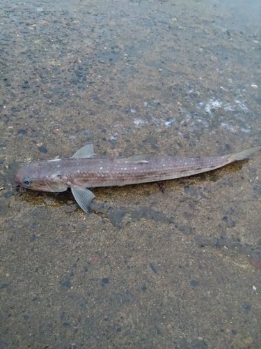 エソの釣果