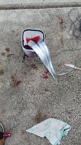 タチウオの釣果