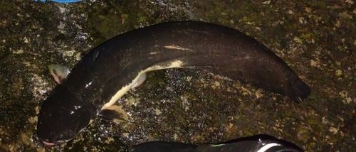 ナマズの釣果