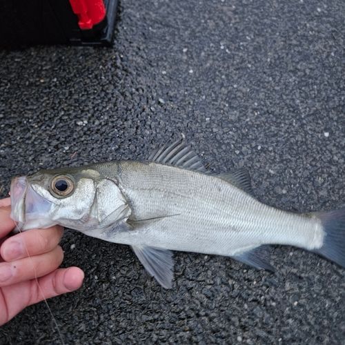 セイゴ（ヒラスズキ）の釣果