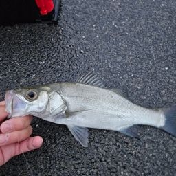 セイゴ（ヒラスズキ）