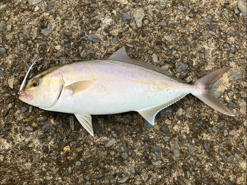 ネリゴの釣果
