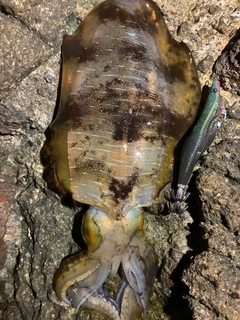 アオリイカの釣果