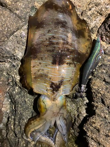 アオリイカの釣果