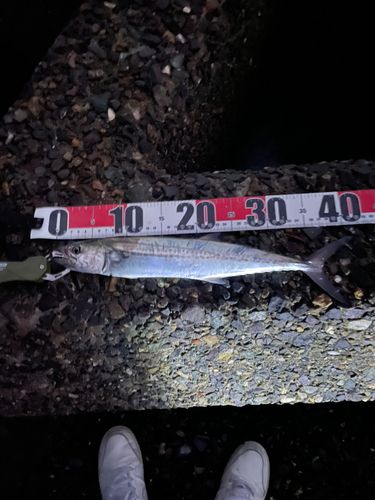 サゴシの釣果