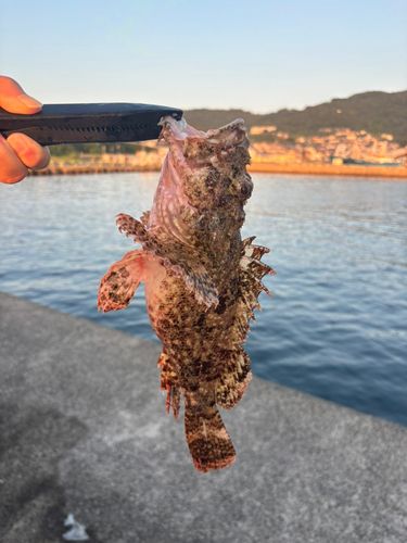 オニカサゴの釣果