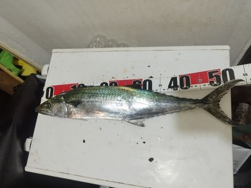 サゴシの釣果