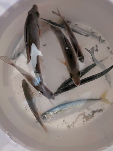 ウミタナゴの釣果