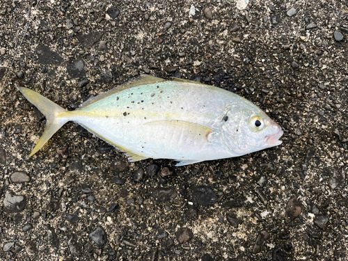 シマアジの釣果