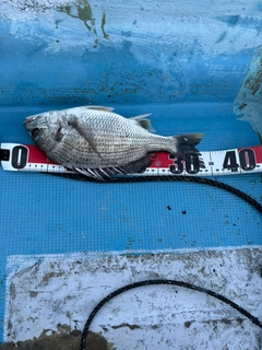 キビレの釣果