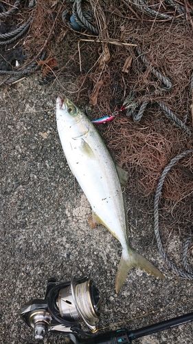コゾクラの釣果
