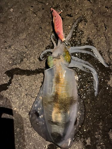 アオリイカの釣果