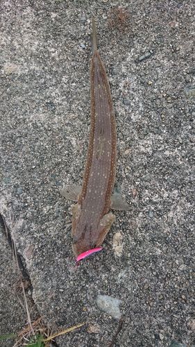 エソの釣果