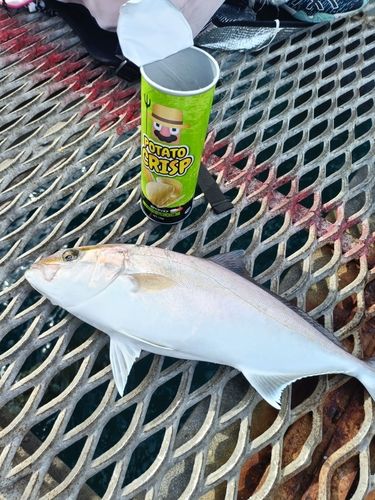 シオの釣果