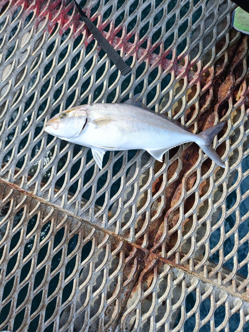 シオ
