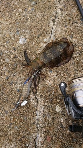 アオリイカの釣果