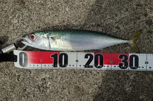 マサバの釣果