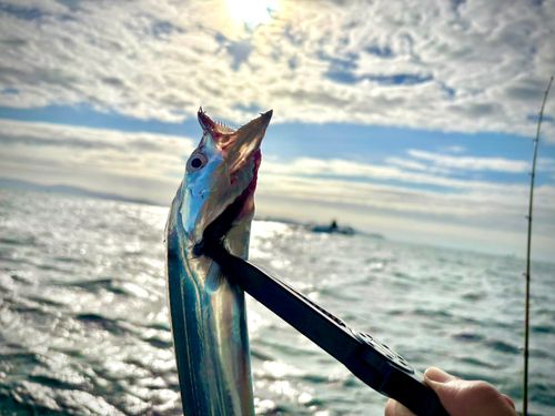 タチウオの釣果