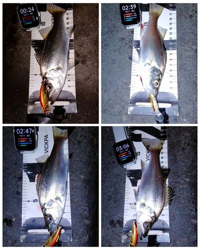 セイゴ（ヒラスズキ）の釣果