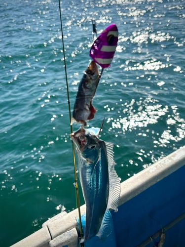 タチウオの釣果