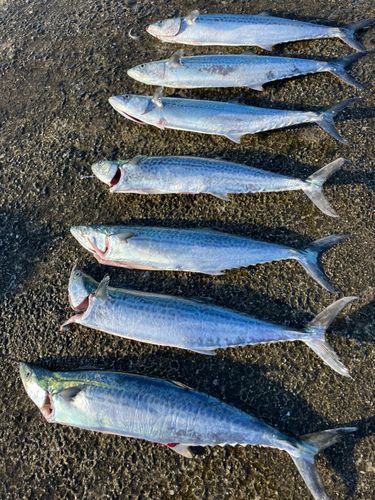 サゴシの釣果