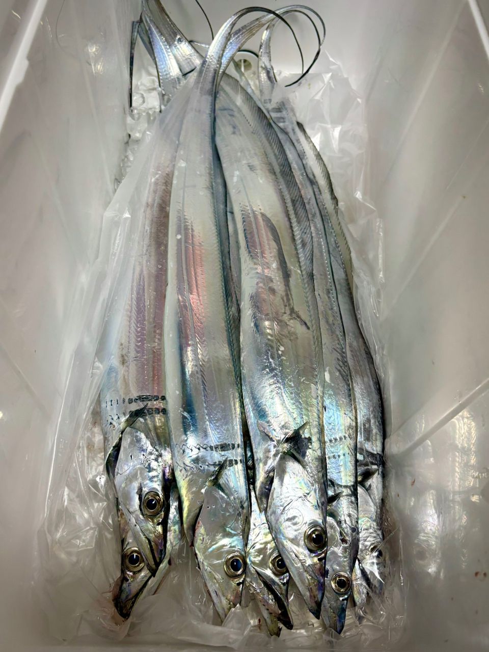 メガバス サーベリスト SA-63L sa63l タチウオ タイラバ Amazon | メガバス(Megabass) SABERIST(サーベリスト) SA-63L