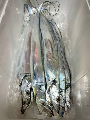 タチウオの釣果