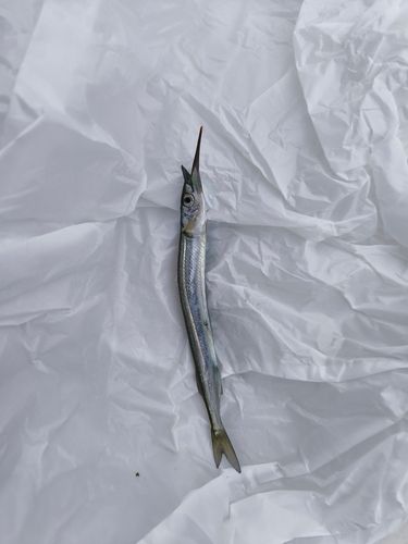 サヨリの釣果
